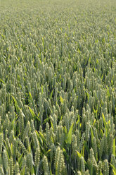 Field of wheat (triticum), close up - CRF01505