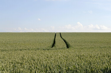 Maisfeld mit Bastelspuren - CRF01504