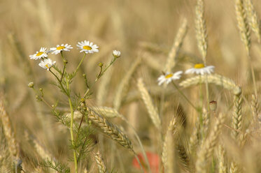 Roggenfeld (Secale) und Kamillenblüten, Nahaufnahme - CRF01503