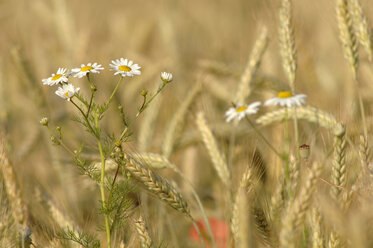 Rye field (Secale) and Camomile flowers, close-up - CRF01503