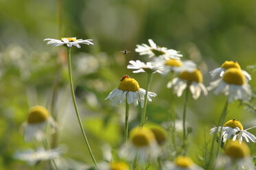 Kamillenblüten, Nahaufnahme - CRF01502