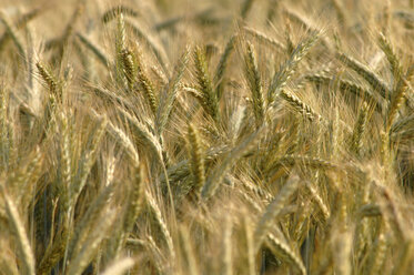 Feld mit Roggen (secale), Ähren, Nahaufnahme - CRF01501