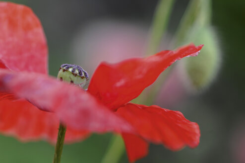 Mohnsamen (Papaver), Blüte, Nahaufnahme - CRF01497