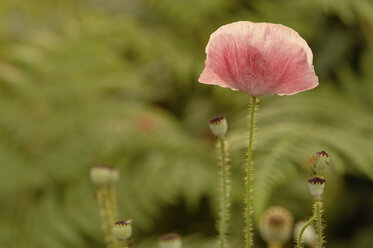 Mohnsamen (Papaver), Blüte, Nahaufnahme - CRF01496