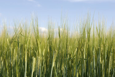 Barley (hordeum), spikes, close up - CRF01491
