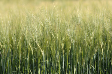 Barley (hordeum), Spikes, close up - CRF01490