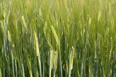 Barley spikes (Hordeum) close up - CRF01489