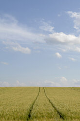 Gerstenfeld (hordeum) - CRF01488