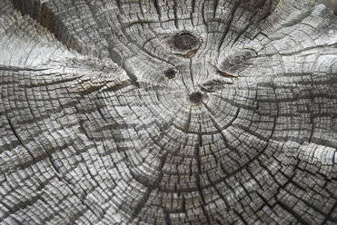 Tree trunk, annual rings, close up - UMF00233