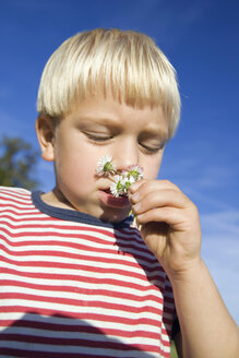 Little boy (4-5) smelling daisies, low angle view - SMO00266