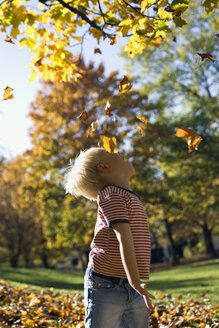 Little boy (4-5) playing with falling leaves - SMO00244