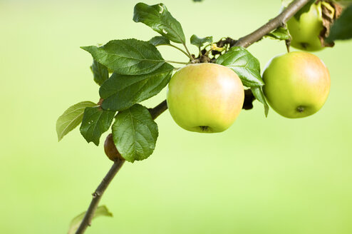 Am Baum wachsende Äpfel, Nahaufnahme - SMF00422