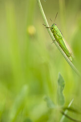 Grashüpfer (Chorthippus parallelus) auf einem Grashalm sitzend, Nahaufnahme - SMF00421