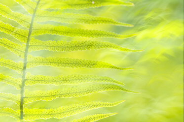 Wolliger Baumfarn (Dicksonia antarctica), Nahaufnahme - SMF00401