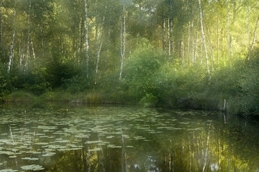 Germany, Water lilies on lake in forest - SMF00396