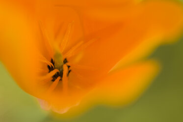 Kalifornischer Goldmohn (Eschscholzia californica), Nahaufnahme - SMF00394