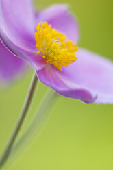 Orchideen-Zistrose (Cistus purpureus), Nahaufnahme - SMF00390