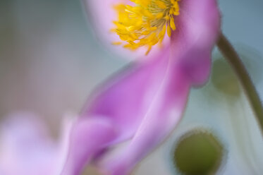 Orchideen-Zistrose (Cistus purpureus), Nahaufnahme - SMF00389