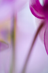 Orchid Rockrose (Cistus purpureus), close-up - SMF00387