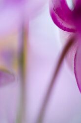 Orchideen-Zistrose (Cistus purpureus), Nahaufnahme - SMF00387