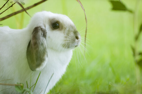 Dwarf rabbit in meadow, close-up, portrait - SMF00386