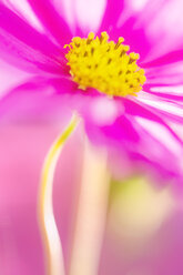 Cosmos-Blüte (Cosmea), Nahaufnahme - SMF00384