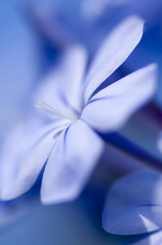 Kap-Bleiwurz (Plumbago auriculata), Nahaufnahme, lizenzfreies Stockfoto