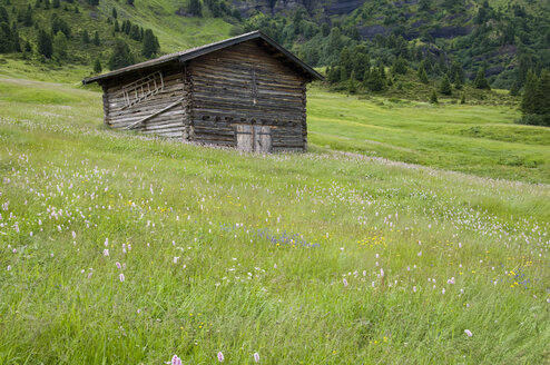 Italy, South Tyrol, Barn in field - SMF00377