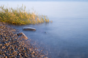 Germany, Lake Constance, shore with pebbles - SMF00373