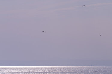 Germany, Langenargen, Seagulls over Lake Constance - SMF00372