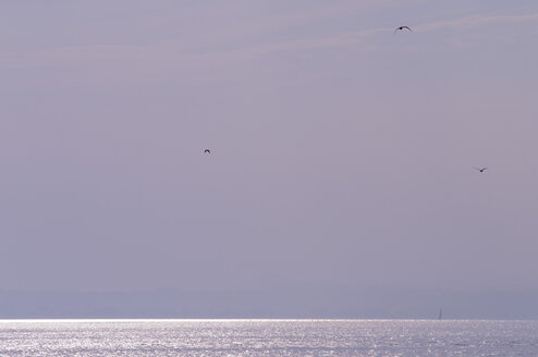 Deutschland, Langenargen, Möwen über dem Bodensee - SMF00372