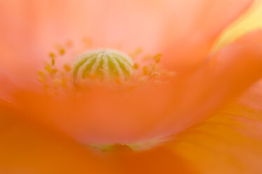 Klatschmohn, (Papaver) Nahaufnahme - SMF00364