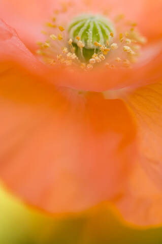 Klatschmohn, (Papaver) Nahaufnahme, lizenzfreies Stockfoto