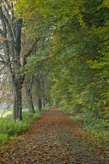 Deutschland, Baden Württemberg, Weg durch den Herbstwald - SMF00360