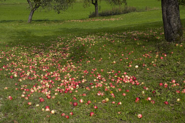 Deutschland, Baden Württemberg, Apfelbäume im Obstgarten - SMF00353