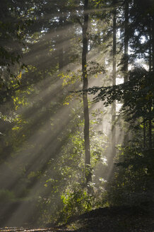 Deutschland, Baden-Württemberg, Lichtstrahlen im Wald - SMF00346