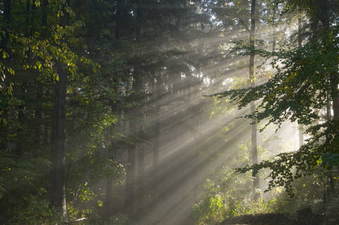 Deutschland, Baden-Württemberg, Lichtstrahlen im Wald, lizenzfreies Stockfoto