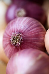 Red Onions, close-up - MAEF01203