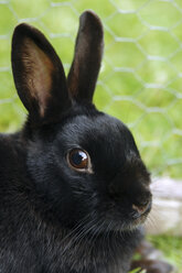 Schwarzes Kaninchen, Nahaufnahme - 00460LR-U