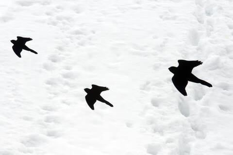 Vogelschutz-Fensterabziehbilder gegen Schnee, lizenzfreies Stockfoto