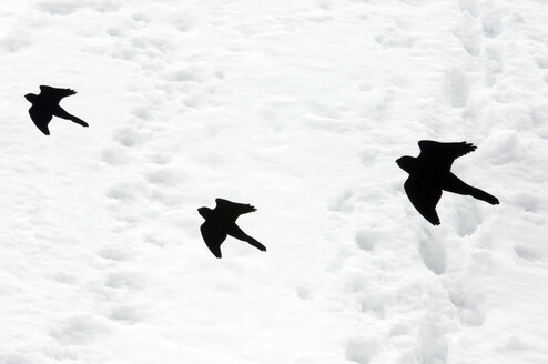 Vogelschutz-Fensterabziehbilder gegen Schnee - AWDF00281