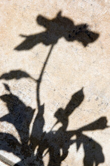 Common Peony (Paeonia officinalis), silhouette - AWDF00171