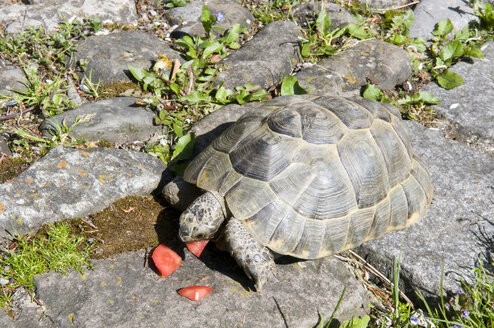 Schildkröten (Testudines) fressen Tomaten - AWDF00166