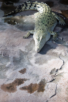 Krokodil, Alligator - AWDF00142