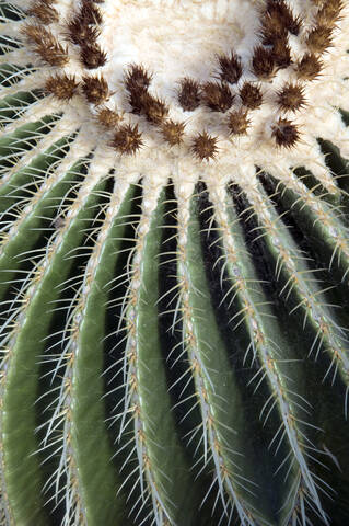 Kaktus, Vollbild, Nahaufnahme, lizenzfreies Stockfoto