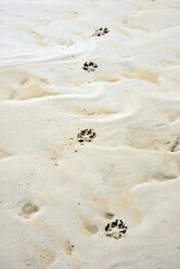 Deutschland, Amrum, Hundefußabdrücke im Sand - AWDF00096