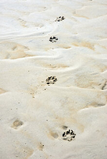 Deutschland, Amrum, Hundefußabdrücke im Sand - AWDF00096