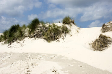 Deutschland, Amrum, Sanddüne mit Strandhafer - AWDF00089