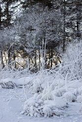 Germany, Bavaria, Allgaeu, Snowscape, Onset of winter - AWDF00084