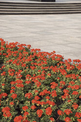 Deutschland, Berlin, Tiergarten, Sowjetisches Ehrenmal, Treppe, Blumenbeet im Vordergrund - PMF00669